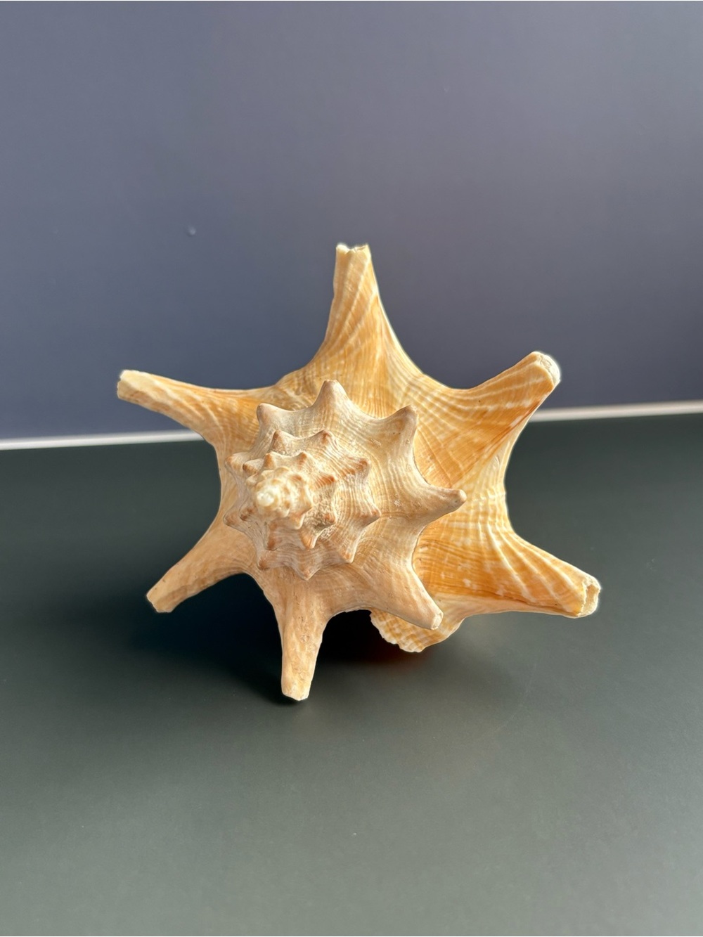 Natural Star Murex Seashell